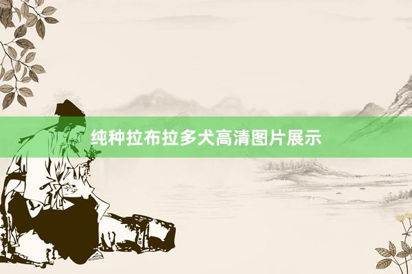 纯种拉布拉多犬高清图片展示